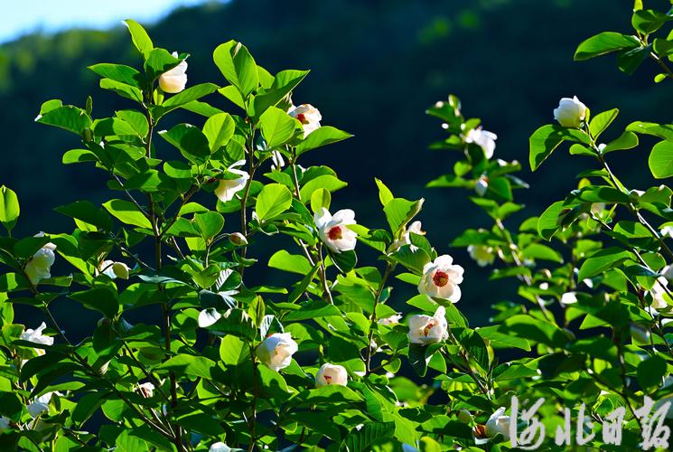秦皇岛适合养什么花，市花和市树是什么，秦皇岛现在哪的花开了-第6张图片-优品飞百科