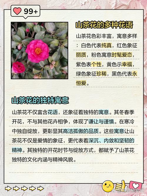 山茶花怎么养，山茶花的花语，山茶花如何养护?掌握这几点