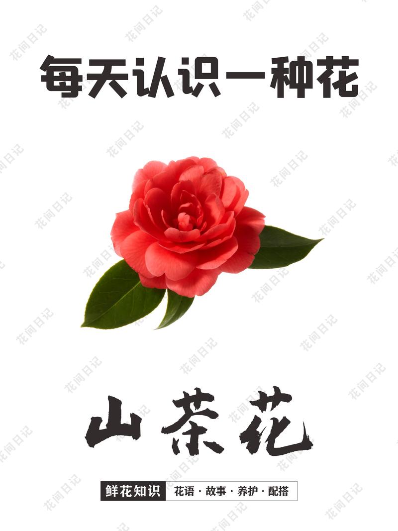 山茶花怎么养,山茶花的花语,山茶花如何养护?掌握这几点-第3张图片-优品飞百科 山茶花怎么养,山茶花的花语,山茶花如何养护?掌握这几点-第3张图片-优品飞百科