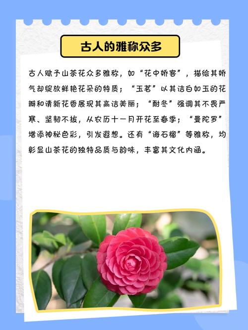 山茶花怎么养,山茶花的花语,山茶花如何养护?掌握这几点-第5张图片-优品飞百科 山茶花怎么养,山茶花的花语,山茶花如何养护?掌握这几点-第5张图片-优品飞百科