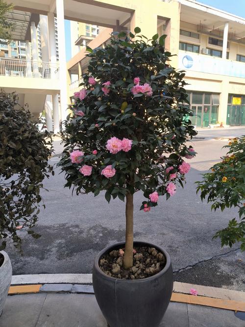 山茶花怎么养,山茶花的花语,山茶花如何养护?掌握这几点-第6张图片-优品飞百科 山茶花怎么养,山茶花的花语,山茶花如何养护?掌握这几点-第6张图片-优品飞百科