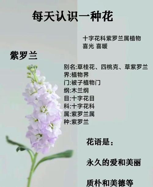 紫罗兰放在卧室好吗，紫罗兰可以放在房间吗？-第2张图片-优品飞百科