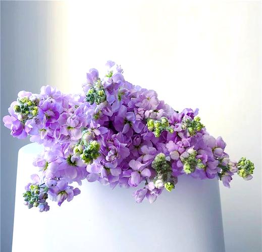 紫罗兰放在卧室好吗，紫罗兰可以放在房间吗？-第3张图片-优品飞百科