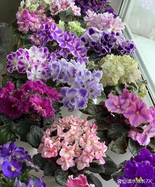 紫罗兰放在卧室好吗，紫罗兰可以放在房间吗？-第5张图片-优品飞百科