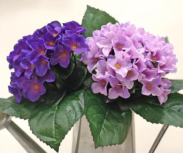 紫罗兰放在卧室好吗，紫罗兰可以放在房间吗？-第6张图片-优品飞百科