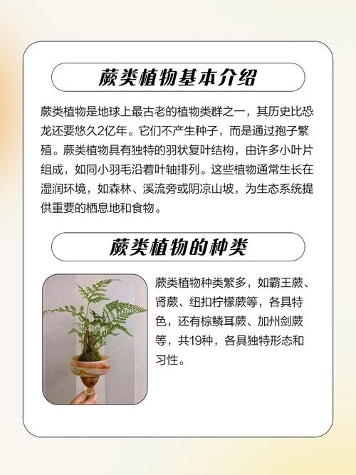 蕨类植物能净化空气吗？？蕨类植物能进行什么作用？-第1张图片-优品飞百科
