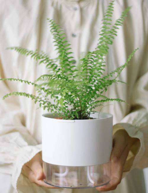 蕨类植物能净化空气吗？？蕨类植物能进行什么作用？-第2张图片-优品飞百科