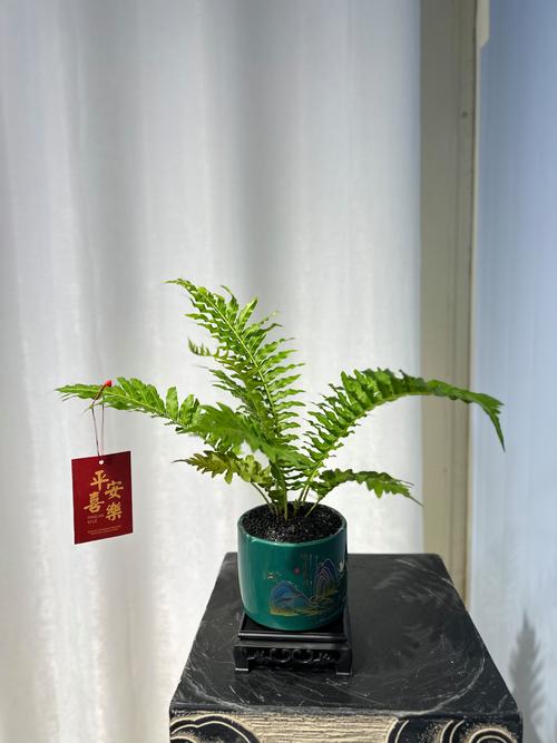 蕨类植物能净化空气吗？？蕨类植物能进行什么作用？-第3张图片-优品飞百科