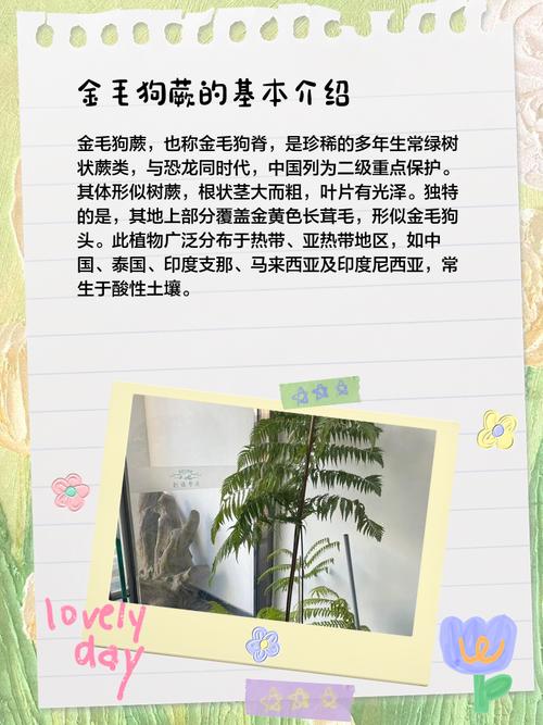 蕨类植物能净化空气吗？？蕨类植物能进行什么作用？-第4张图片-优品飞百科