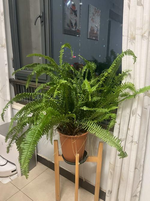 蕨类植物能净化空气吗？？蕨类植物能进行什么作用？-第5张图片-优品飞百科