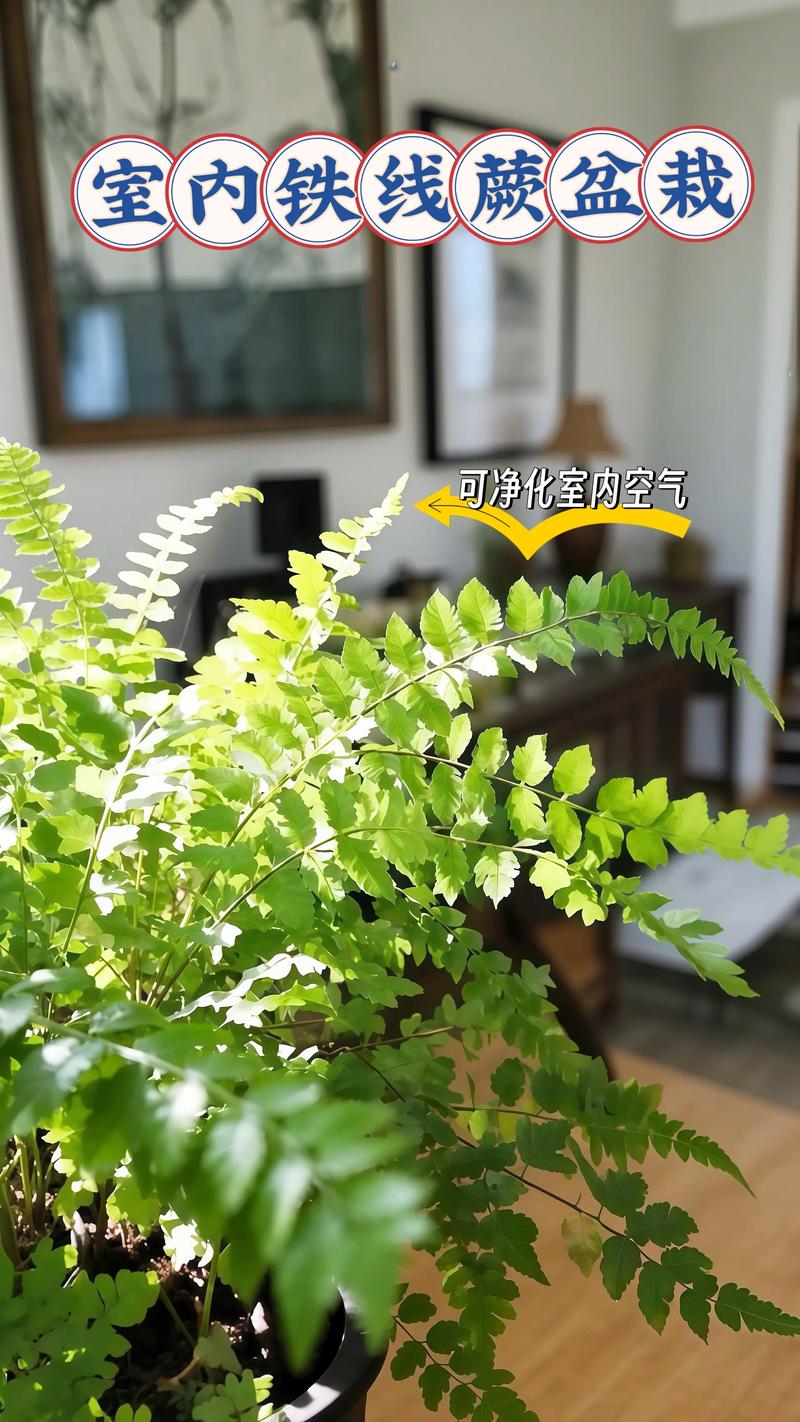 蕨类植物能净化空气吗？？蕨类植物能进行什么作用？-第6张图片-优品飞百科