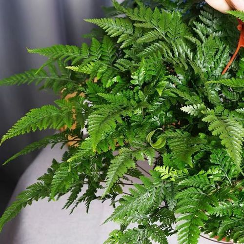 蕨类植物能净化空气吗？？蕨类植物能进行什么作用？-第7张图片-优品飞百科