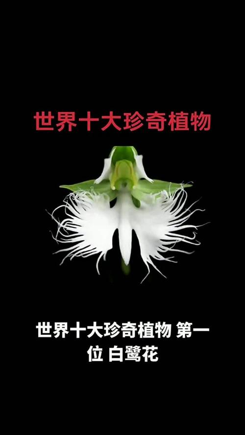世界上奇怪的植物介绍，世界十二种奇怪的植物-第1张图片-优品飞百科