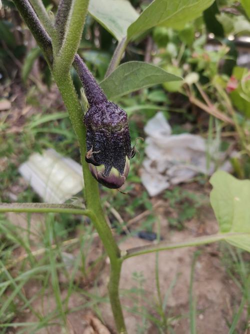 世界上奇怪的植物介绍，世界十二种奇怪的植物-第2张图片-优品飞百科