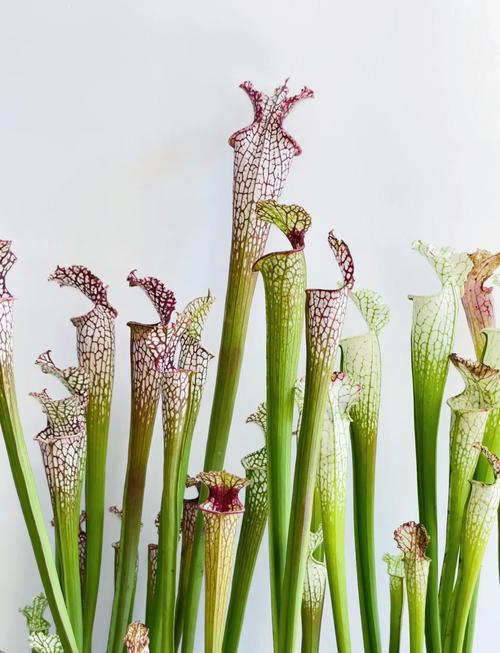 世界上奇怪的植物介绍，世界十二种奇怪的植物-第4张图片-优品飞百科