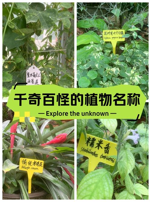 世界上奇怪的植物介绍，世界十二种奇怪的植物-第5张图片-优品飞百科