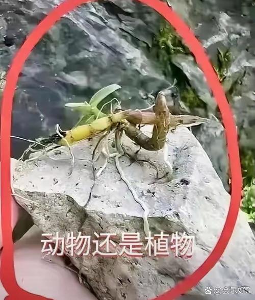 世界上奇怪的植物介绍，世界十二种奇怪的植物-第6张图片-优品飞百科