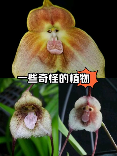 世界上奇怪的植物介绍，世界十二种奇怪的植物-第7张图片-优品飞百科