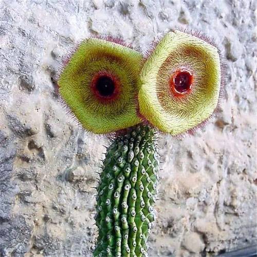 世界上奇怪的植物介绍，世界十二种奇怪的植物-第8张图片-优品飞百科