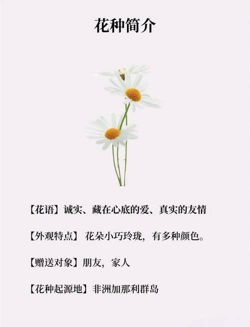 玛格丽特花语，玛格丽特花语和爱情有关吗？-第1张图片-优品飞百科