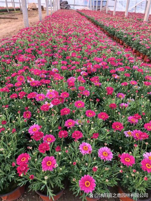 玛格丽特花语，玛格丽特花语和爱情有关吗？-第3张图片-优品飞百科