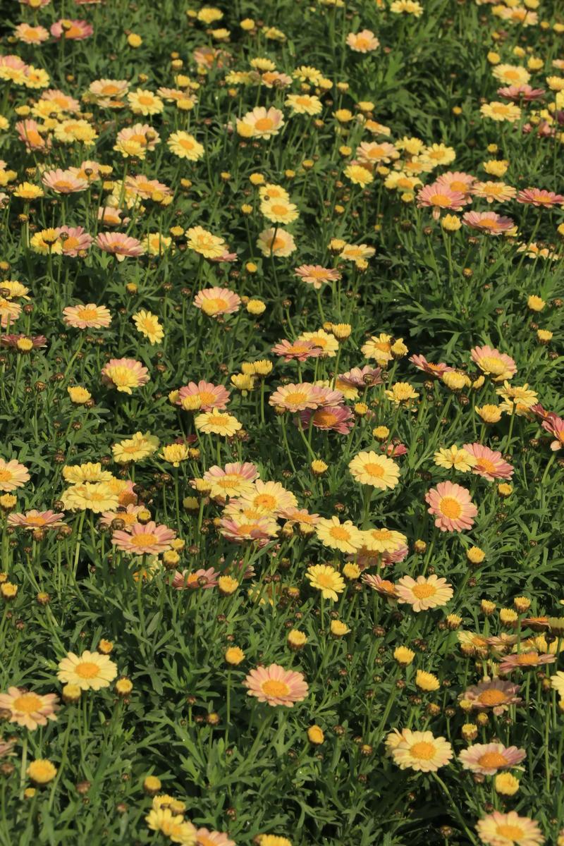 玛格丽特花语，玛格丽特花语和爱情有关吗？-第4张图片-优品飞百科