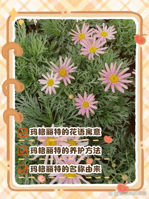 玛格丽特花语，玛格丽特花语和爱情有关吗？-第5张图片-优品飞百科