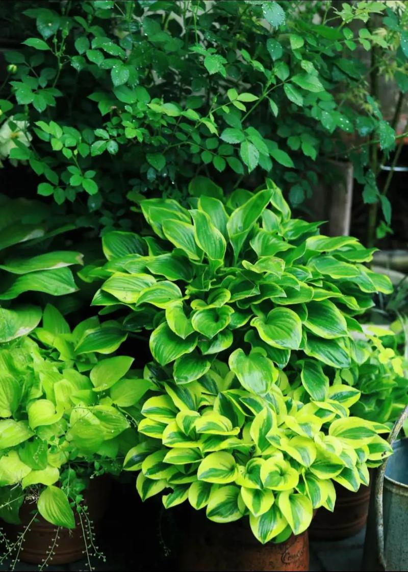 玉簪花可以放室内养吗？玉簪花能放在室内养吗？