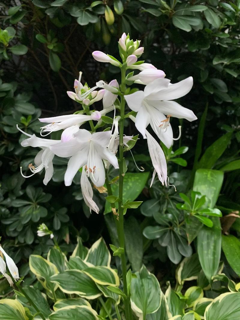 玉簪花可以放室内养吗?玉簪花能放在室内养吗?-第2张图片-优品飞百科 玉簪花可以放室内养吗?玉簪花能放在室内养吗?-第2张图片-优品飞百科