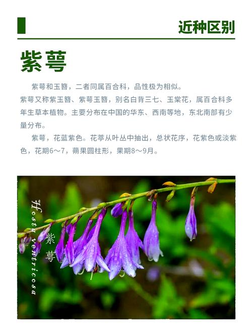 玉簪花可以放室内养吗?玉簪花能放在室内养吗?-第3张图片-优品飞百科 玉簪花可以放室内养吗?玉簪花能放在室内养吗?-第3张图片-优品飞百科