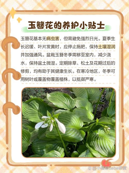 玉簪花可以放室内养吗?玉簪花能放在室内养吗?-第4张图片-优品飞百科 玉簪花可以放室内养吗?玉簪花能放在室内养吗?-第4张图片-优品飞百科