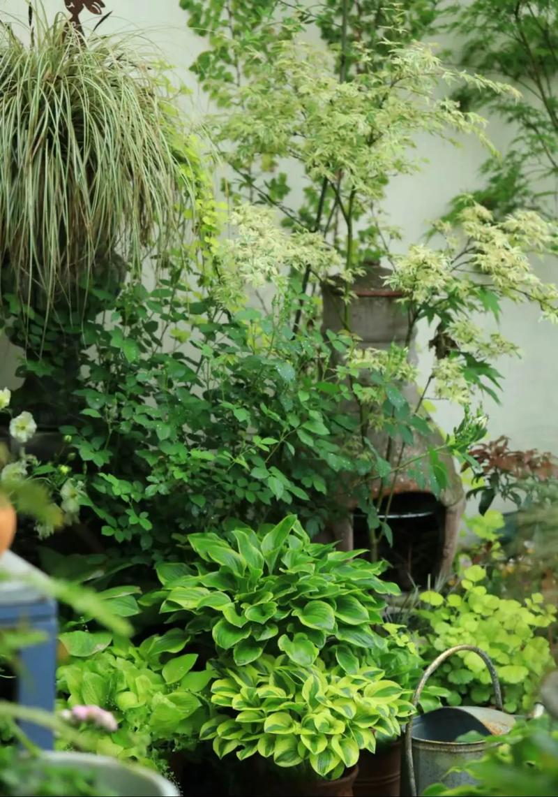 玉簪花可以放室内养吗?玉簪花能放在室内养吗?-第5张图片-优品飞百科 玉簪花可以放室内养吗?玉簪花能放在室内养吗?-第5张图片-优品飞百科