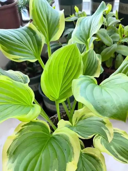 玉簪花可以放室内养吗?玉簪花能放在室内养吗?-第6张图片-优品飞百科 玉簪花可以放室内养吗?玉簪花能放在室内养吗?-第6张图片-优品飞百科