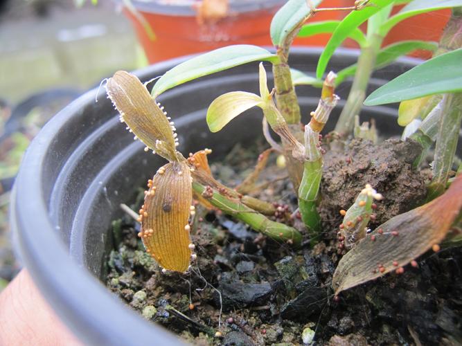 铁皮石斛功效与作用，有什么禁忌？铁皮石斛的功效与作用及费用？-第3张图片-优品飞百科