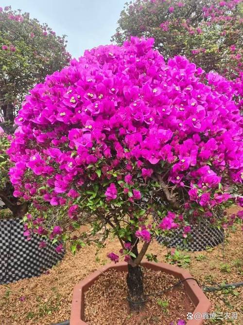 三角梅多少钱，三角梅报价？三角梅树费用？-第1张图片-优品飞百科