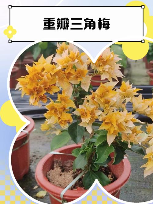 三角梅多少钱，三角梅报价？三角梅树费用？-第2张图片-优品飞百科