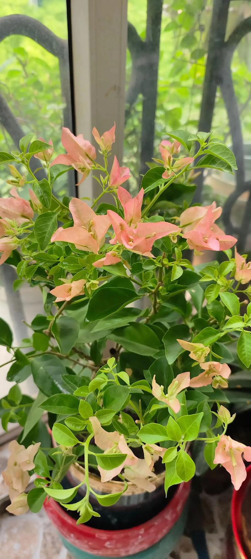 三角梅多少钱，三角梅报价？三角梅树费用？-第4张图片-优品飞百科