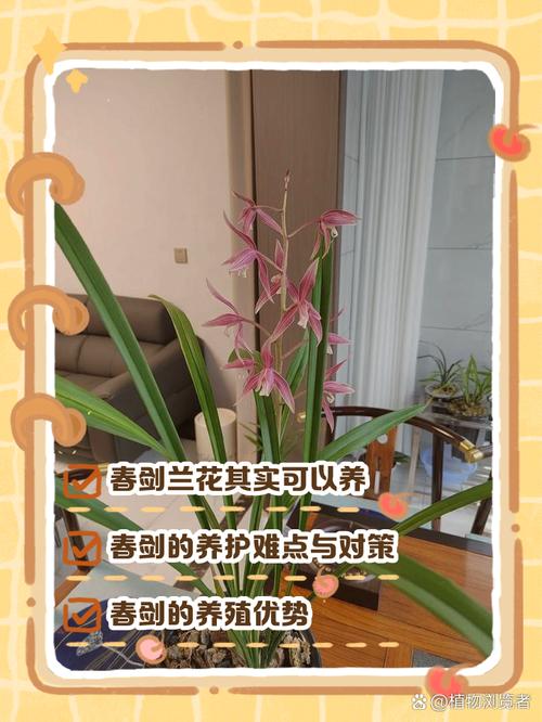 兰花在家里养好吗，为什么兰花不能养在家里，兰花不能养在室内吗？