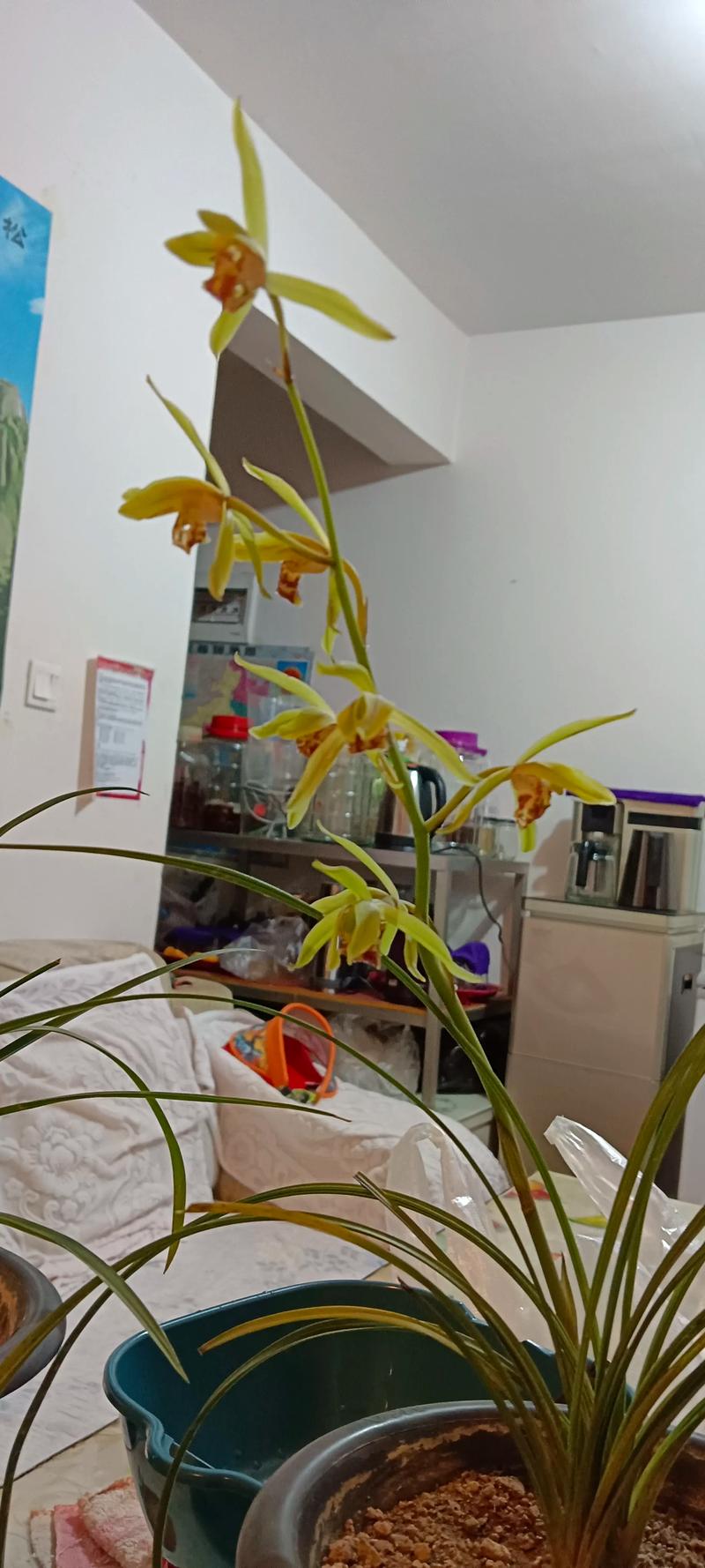 兰花在家里养好吗，为什么兰花不能养在家里，兰花不能养在室内吗？-第3张图片-优品飞百科