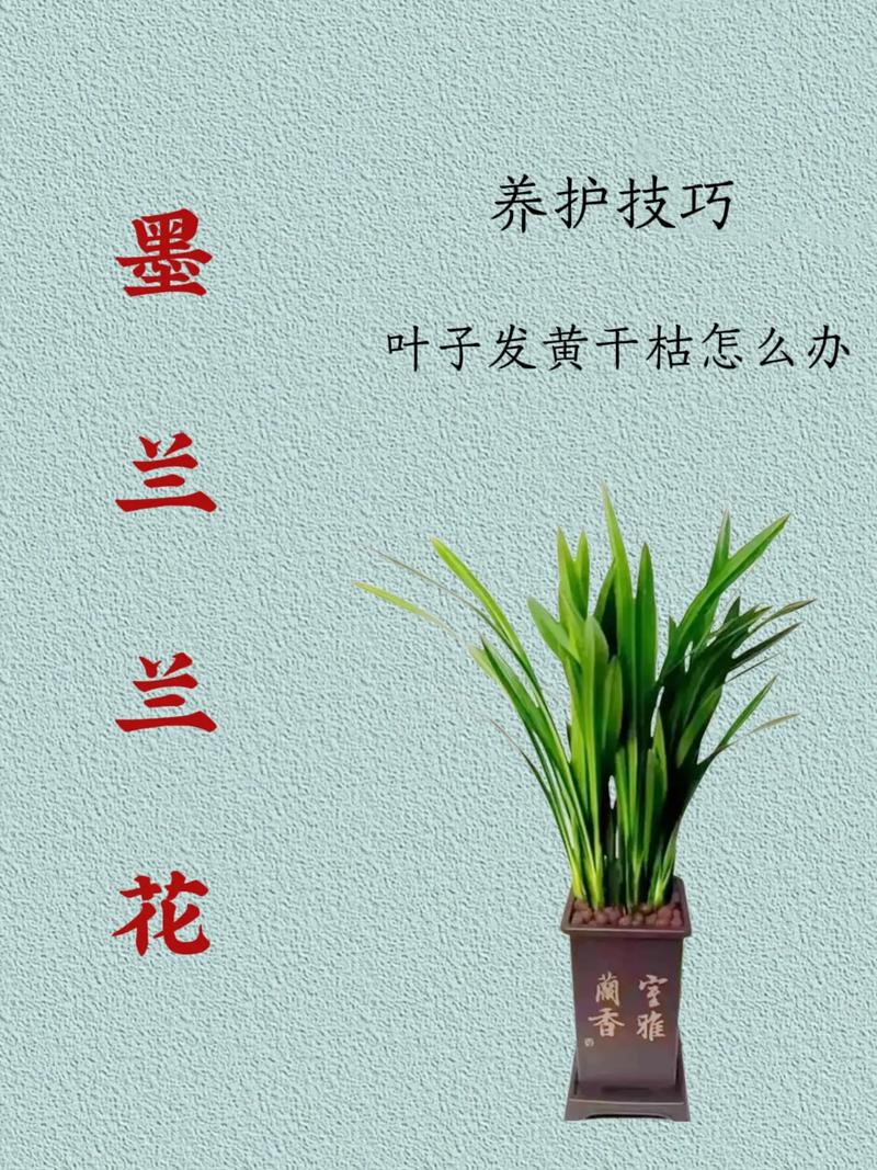 兰花在家里养好吗，为什么兰花不能养在家里，兰花不能养在室内吗？-第5张图片-优品飞百科