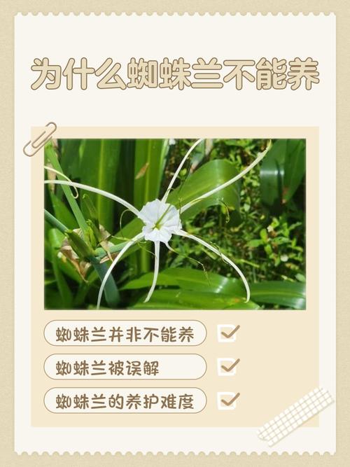 兰花在家里养好吗，为什么兰花不能养在家里，兰花不能养在室内吗？-第6张图片-优品飞百科