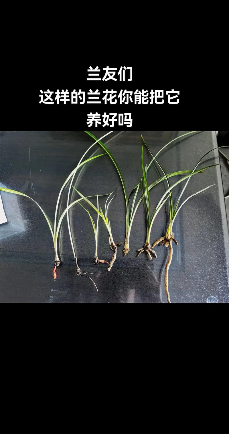 兰花在家里养好吗，为什么兰花不能养在家里，兰花不能养在室内吗？-第7张图片-优品飞百科