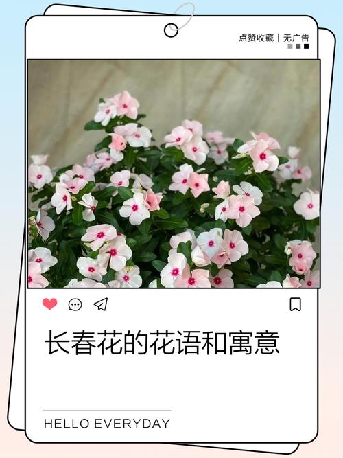 长春花的花语及传说？长春花的花语和别名？-第1张图片-优品飞百科