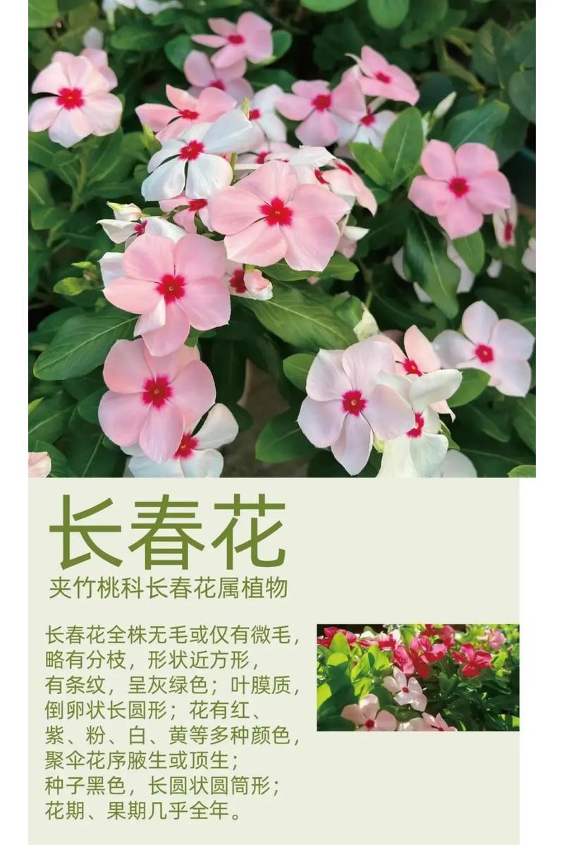 长春花的花语及传说？长春花的花语和别名？-第2张图片-优品飞百科