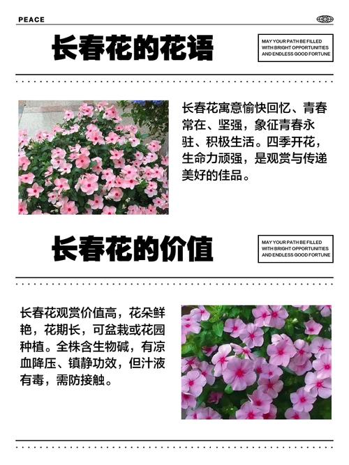 长春花的花语及传说？长春花的花语和别名？-第3张图片-优品飞百科
