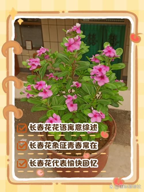 长春花的花语及传说？长春花的花语和别名？-第4张图片-优品飞百科