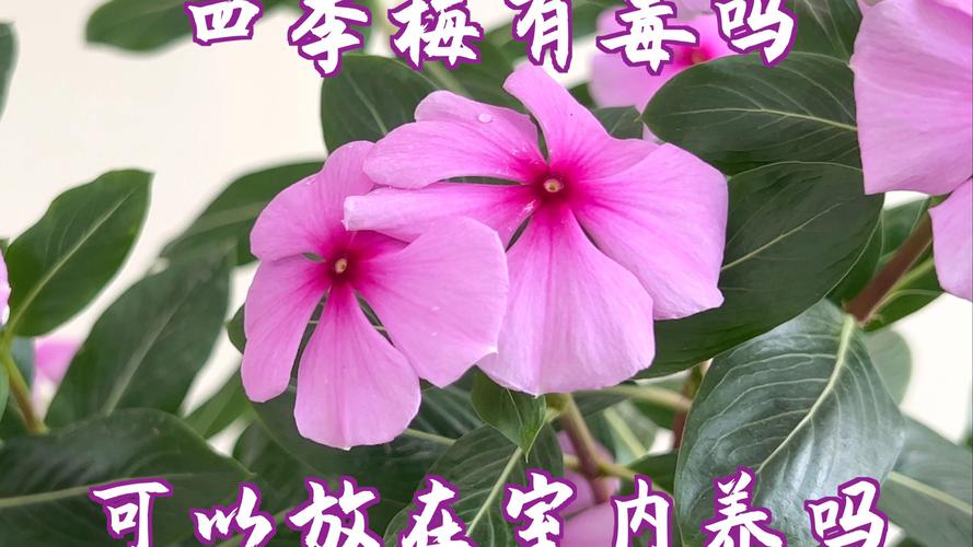 长春花的花语及传说？长春花的花语和别名？-第6张图片-优品飞百科
