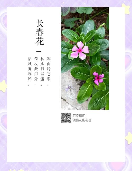 长春花的花语及传说？长春花的花语和别名？-第7张图片-优品飞百科