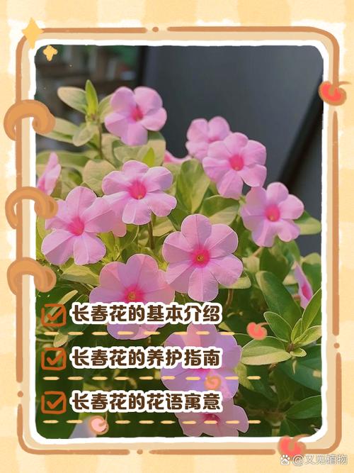 长春花的花语及传说？长春花的花语和别名？-第8张图片-优品飞百科