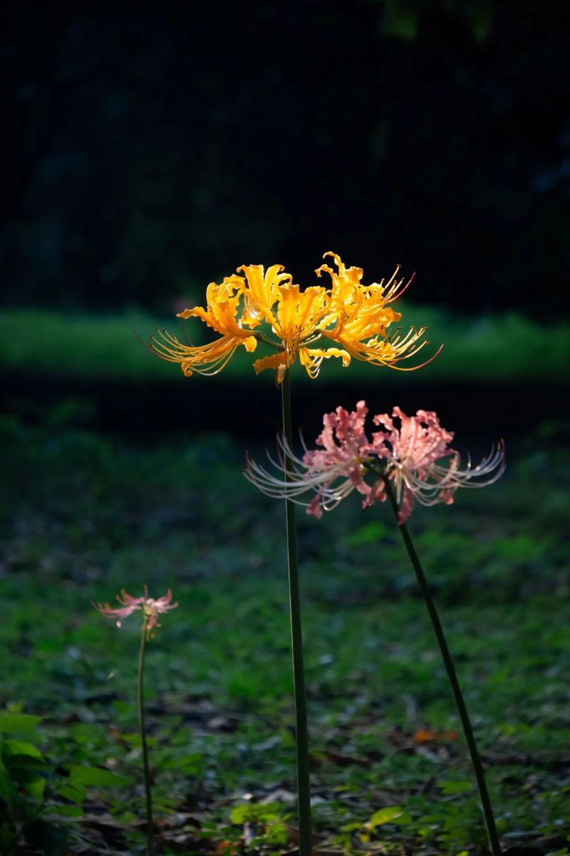 彼岸花有毒吗能碰吗，彼岸花是否有毒的植物，彼岸花有无毒？